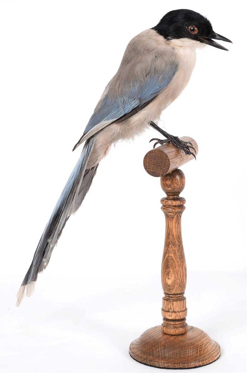 Taxidermy: Azure-Winged Magpie (Cyanopica cyanus), modern, a full mount adult perched upon a