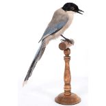 Taxidermy: Azure-Winged Magpie (Cyanopica cyanus), modern, a full mount adult perched upon a