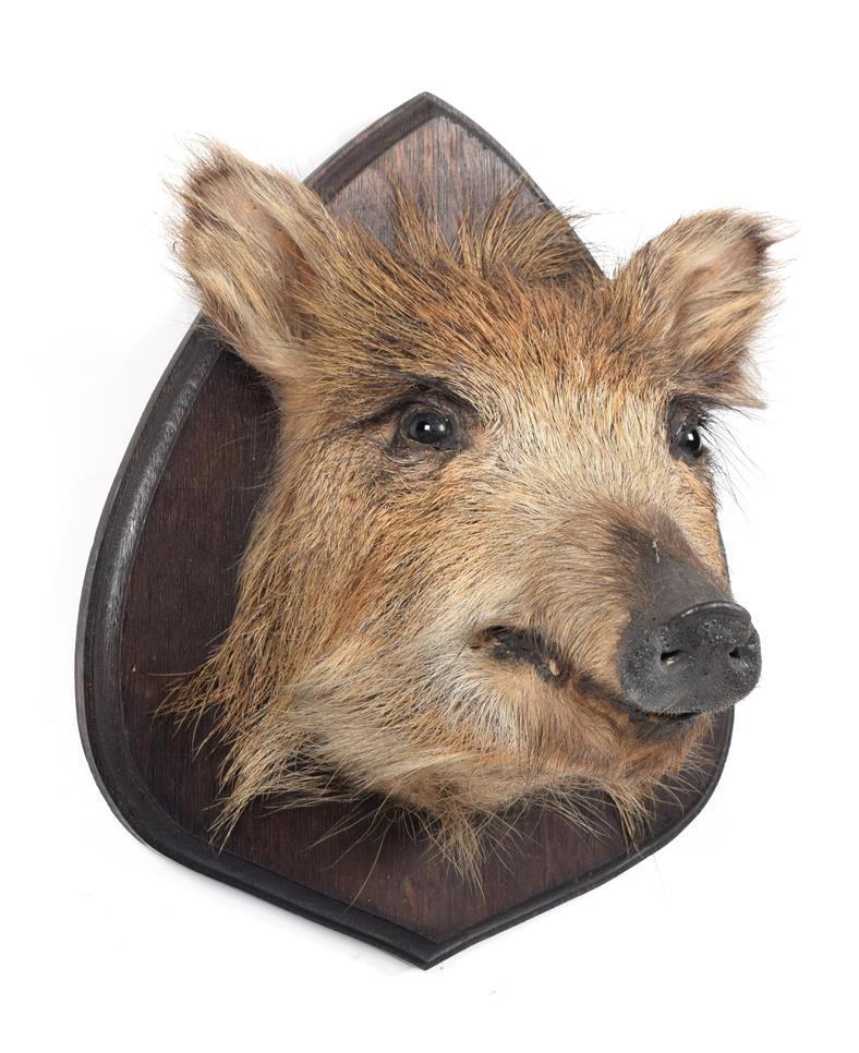 Taxidermy: European Wild Boar Piglet (Sus scrofa), circa late 20th century, a piglet head mount