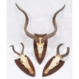 Antlers/Horns: A Group of African Game Trophies, circa 1990, comprising - Cape Greater Kudu adult