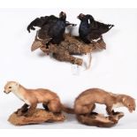 Taxidermy: A Group of European Countryside Animals and Birds, circa late 20th century,