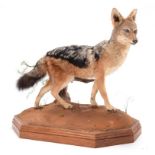 Taxidermy: Black-Backed Jackal (Canis mesomelas), modern, South Africa, a full mount adult in