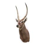 Taxidermy: Ellipsen Waterbuck (Kobus ellipsiprymnus), modern, South Africa, Rowland Ward Record