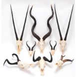 Horns/Skulls: A Selection of African Game Trophy Skulls, a varied selection to include - Cape