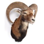 Taxidermy: European Mouflon (Ovis aries musimon), circa late 20th century, adult male