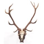 Antlers/Horns: European Red Deer Antlers (Cervus elaphus), circa late 20th century, a large set of