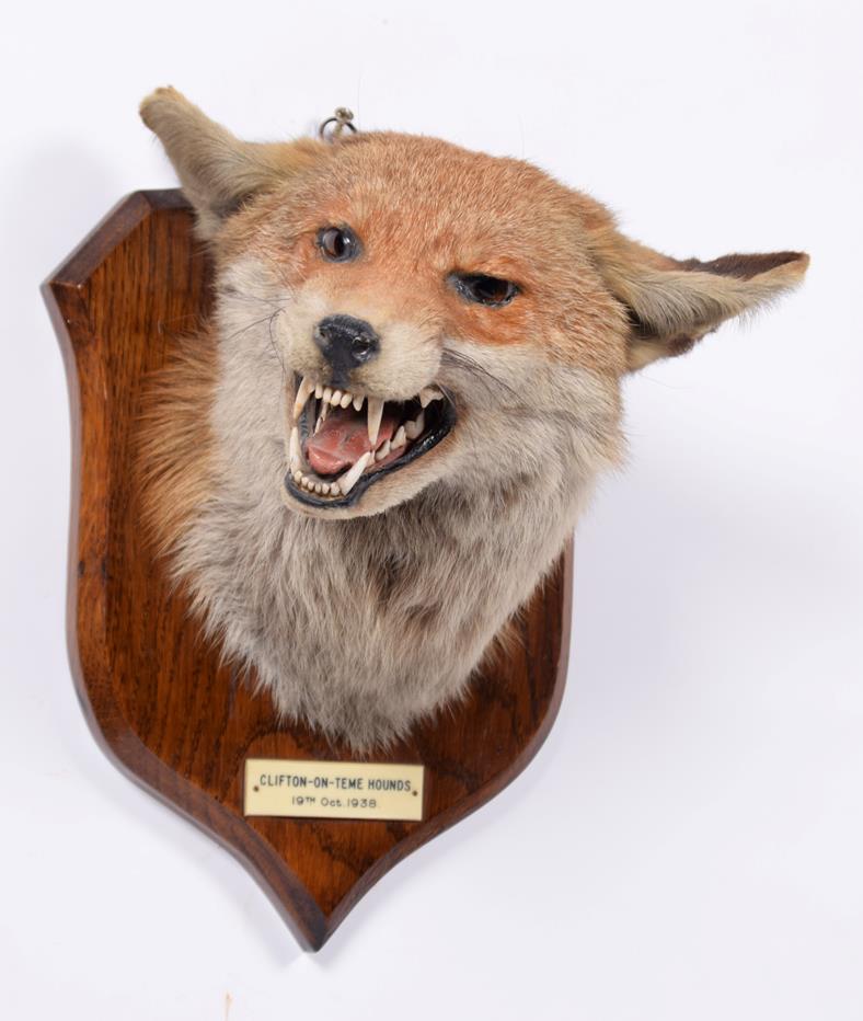 Taxidermy: Red Fox Mask (Vulpes vulpes), dated 19th Oct 1938, by E.F. Spicer, Taxidermy, 58 Suffolk - Image 2 of 4