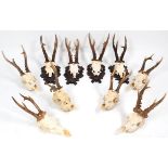 Antlers/Horns: European Roebuck, circa late 20th century, five sets of large adult Roebuck antlers