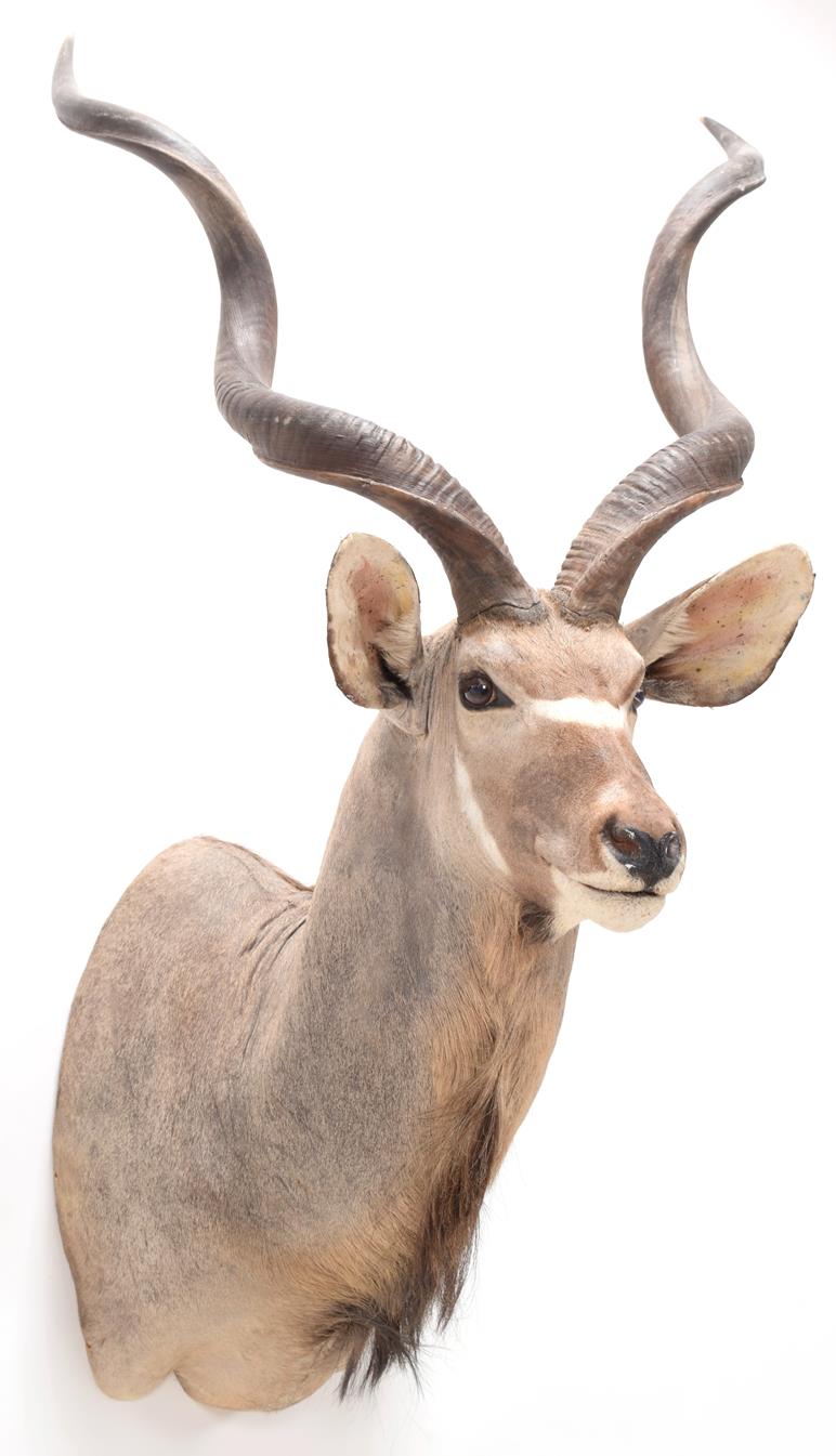 Taxidermy: Cape Greater Kudu (Strepsiceros strepsiceros), modern, South Africa, a high quality large