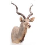 Taxidermy: Cape Greater Kudu (Strepsiceros strepsiceros), modern, South Africa, a high quality large