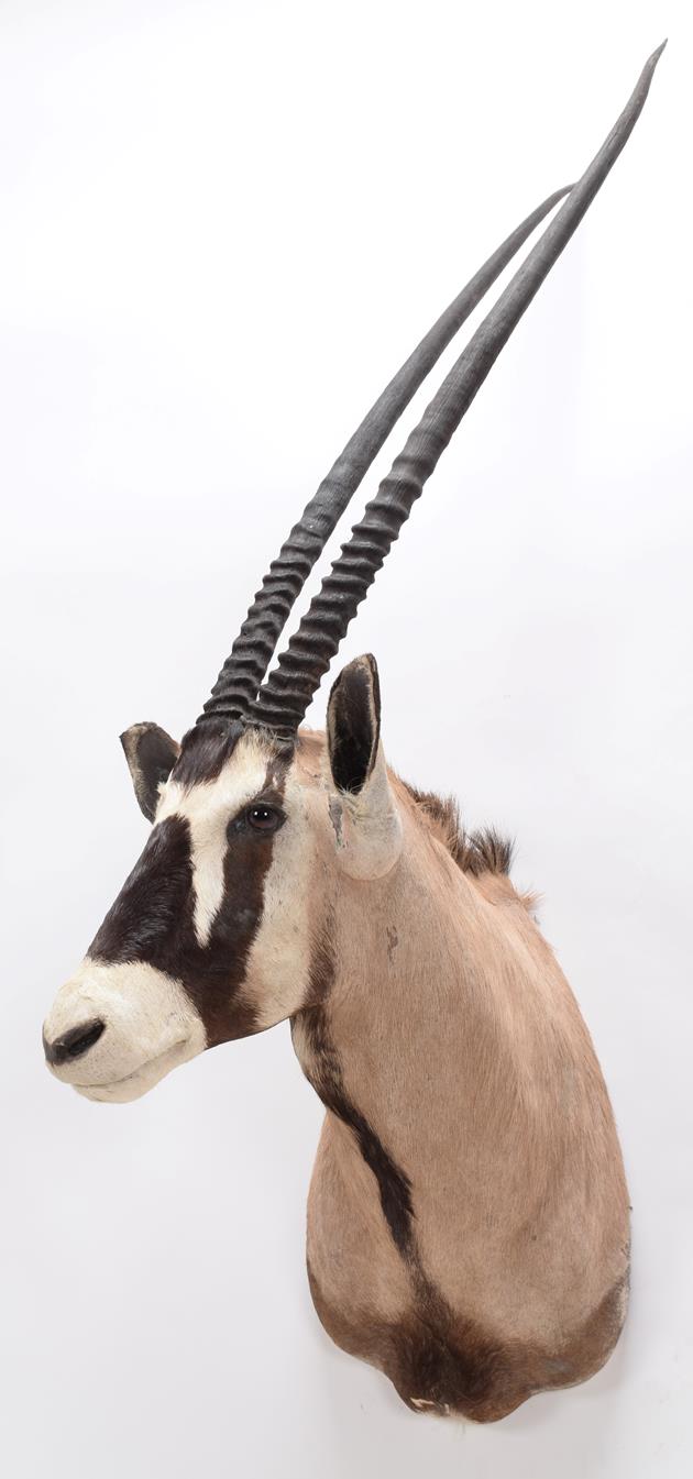 Taxidermy: Gemsbok Oryx (Gazella gazella), circa late 20th century, by Trans Africa Taxidemy, - Image 3 of 3