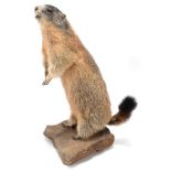 Taxidermy: Alpine Marmot (Marmota marmota), circa late 20th century, a full mount young adult with