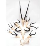 Horns/Skulls: A Selection of African Game Trophy Skulls, a varied selection of African hunting