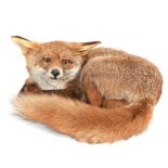 Taxidermy: A Fireside Red Fox (Vulpes vulpes), circa late 20th century, a full mount adult fox in