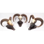 Antlers/Horns: European Mouflon (Ovis aries musimon), circa late 20th century, six sets of adult