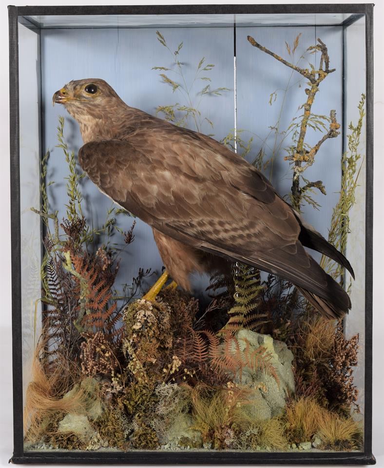 Taxidermy: Common Buzzard (Buteo buteo), 1870-1920, by H.T.Shopland, 40 Higher Union St, Torquay,