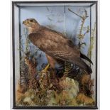 Taxidermy: Common Buzzard (Buteo buteo), 1870-1920, by H.T.Shopland, 40 Higher Union St, Torquay,