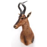 Taxidermy: Cape Red Hartebeest (Alcelaphus caama), circa late 20th century, adult male shoulder