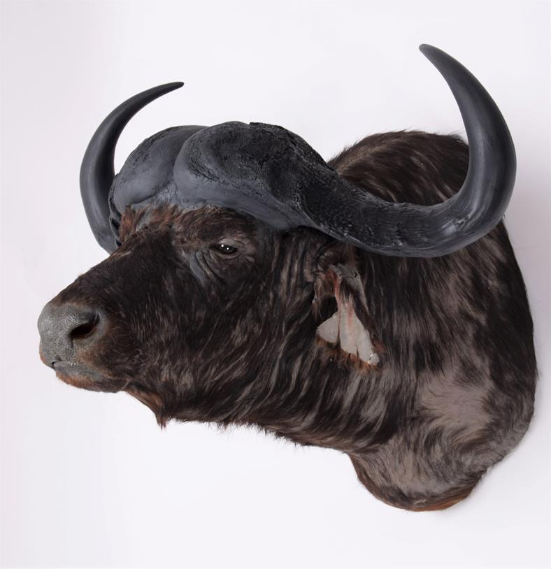 Taxidermy: South African Cape Buffalo (Syncerus caffer), modern, by Graham Teasdale, Taxidermy, - Image 2 of 3