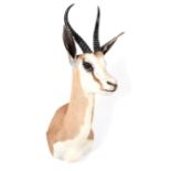 Taxidermy: South African Springbok (Antidorcas marsupialis), modern, a high quality adult male