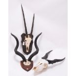 Antlers/Horns: Cape Greater Kudu, Gemsbok Oryx, & Cape Eland, circa late 20th century, adult Cape