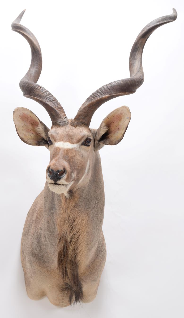 Taxidermy: Cape Greater Kudu (Strepsiceros strepsiceros), modern, South Africa, a high quality large - Image 3 of 3