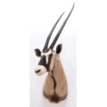 Taxidermy: Gemsbok Oryx (Gazella gazella), circa late 20th century, by Trans Africa Taxidemy,