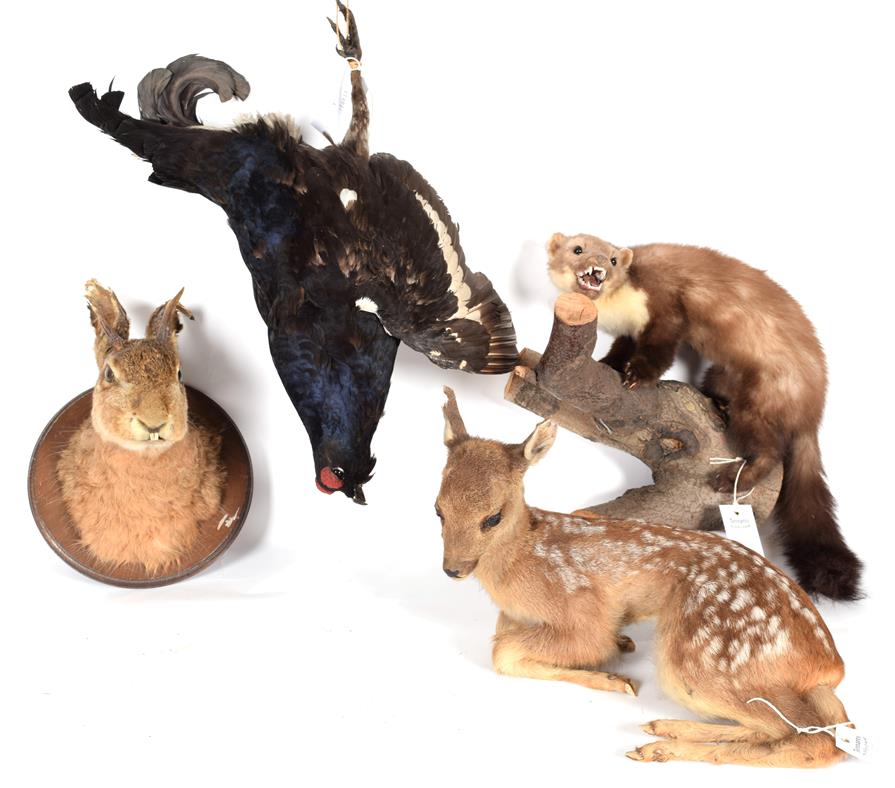 Taxidermy: A Group of European Countryside Animals and Bird, circa late 20th century, comprising - a