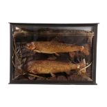 Taxidermy: A Cased Pair of Brown Trout (Salmo trutta), by A.W. Ecutt, Naturalist & Taxidermist,