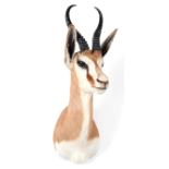 Taxidermy: South African Springbok (Antidorcas marsupialis), modern, high quality adult male