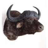Taxidermy: South African Cape Buffalo (Syncerus caffer), modern, by Graham Teasdale, Taxidermy,