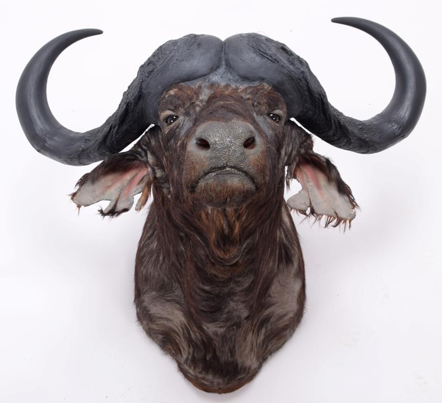 Taxidermy: South African Cape Buffalo (Syncerus caffer), modern, by Graham Teasdale, Taxidermy, - Image 3 of 3