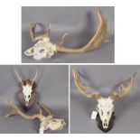Antlers/Horns: Abnormal Fallow Deer Antlers (Dama dama), circa late 20th century, three sets of