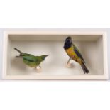 Taxidermy: A Cased Orange-Bellied Leafbird & Jerdon's Leafbird, circa early 20th century, both