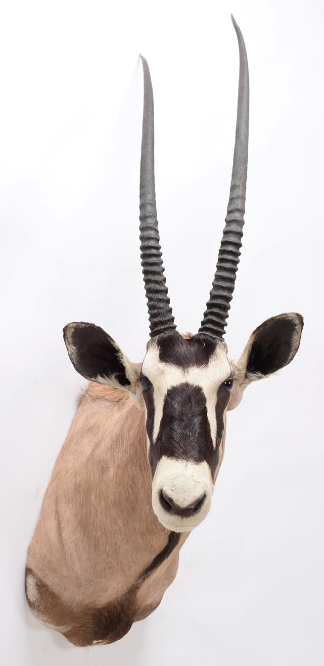 Taxidermy: Gemsbok Oryx (Gazella gazella), circa late 20th century, by Trans Africa Taxidemy, - Image 2 of 3