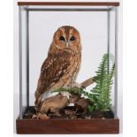 Taxidermy: A Cased Tawny Owl (Strix aluco), circa 2011, by Dave Hornbrook, Taxidermy, Guisborough,