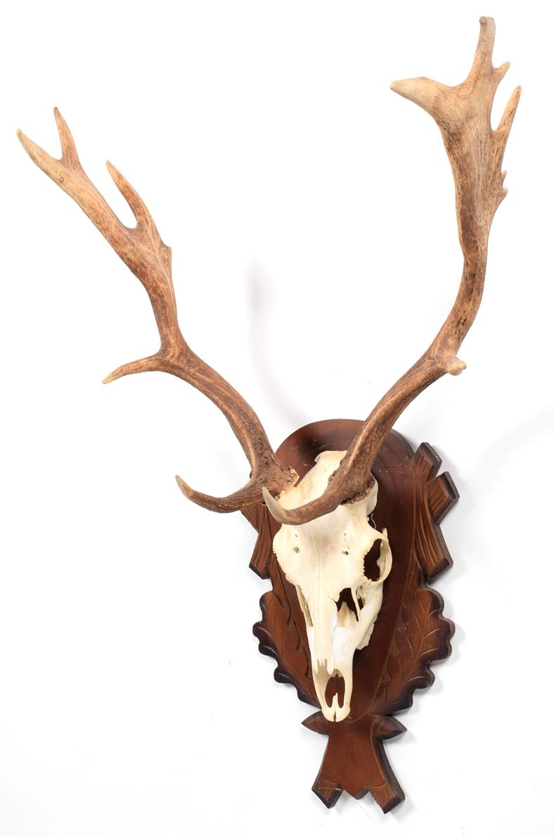 Antlers/Horns: European Fallow Deer (Dama dama), modern, young adult stag antlers on cut upper