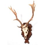Antlers/Horns: European Fallow Deer (Dama dama), modern, young adult stag antlers on cut upper