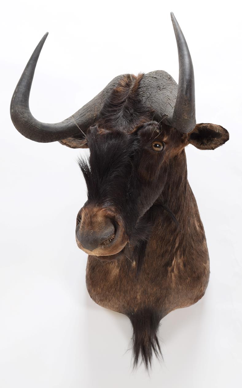 Taxidermy: Black Wildebeest (Connochaetes gnou), modern, a high quality adult male shoulder mount, - Image 3 of 3