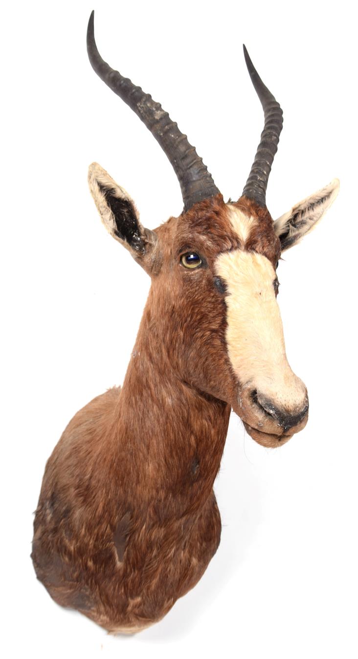 Taxidermy: Blesbok (Damaliscus phillipsi), modern, South Africa, adult male shoulder mount looking