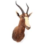 Taxidermy: Blesbok (Damaliscus phillipsi), modern, South Africa, adult male shoulder mount looking