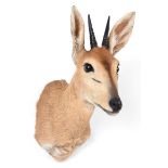 Taxidermy: Southern Bush Duiker (Sylvicapra grimmia caffra), modern, a high quality adult male