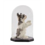 Taxidermy: Shih-Tzu Dog (Canis lupus familiaris), circa late 20th century, full mount adult sat upon