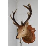 Taxidermy: Scottish Red Deer (Cervus elaphus), circa 1920-1940, adult stag neck mount looking