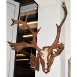 Antlers/Horns: European Reindeer (Rangifer tarandus), circa 20th century, adult male antlers on faux