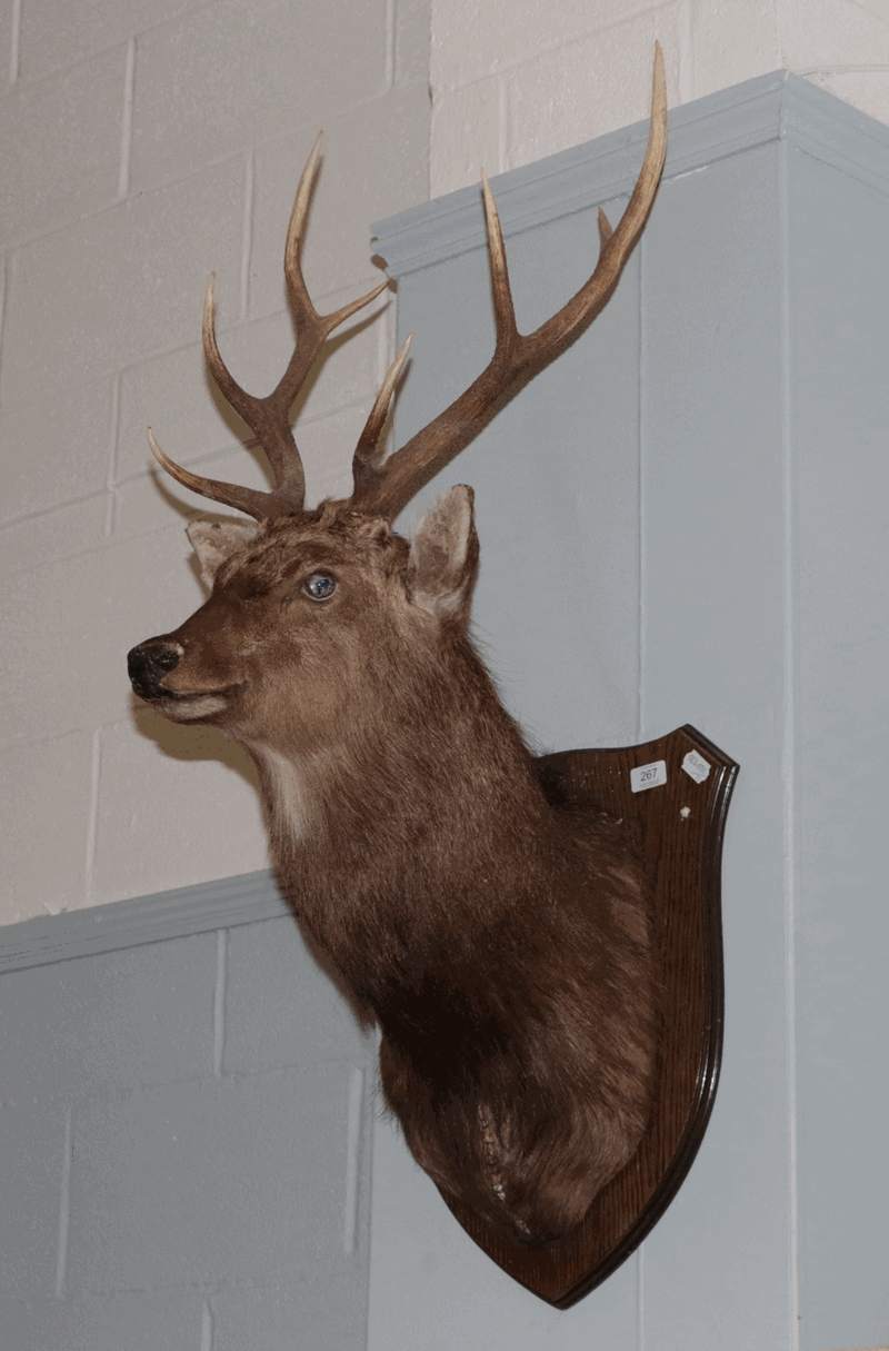 Taxidermy: Sika Deer (Cervus nippon) circa late 20th century, adult stag shoulder mount looking