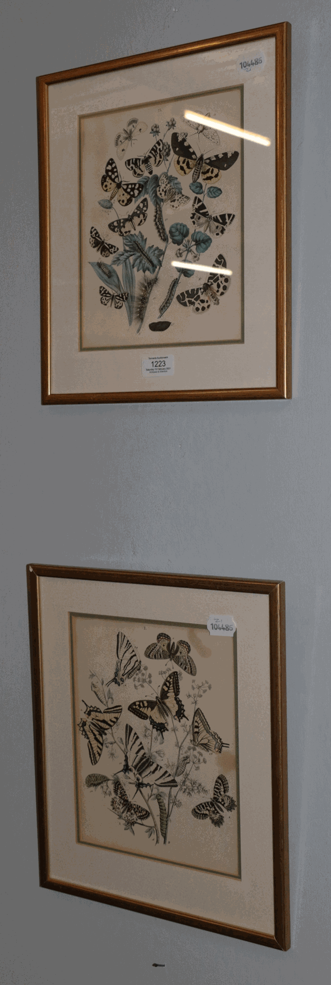 Entomology: two coloured prints of butterflies