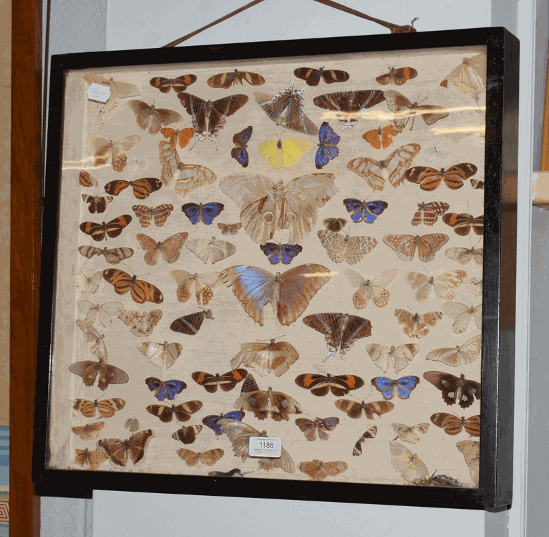 Entomology, a cased display of tropical butterflies and moths, bearing label to verso, from J