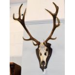 Antlers/Horns: European Red Deer Antlers (Cervus elaphus), circa late 20th century, a set of