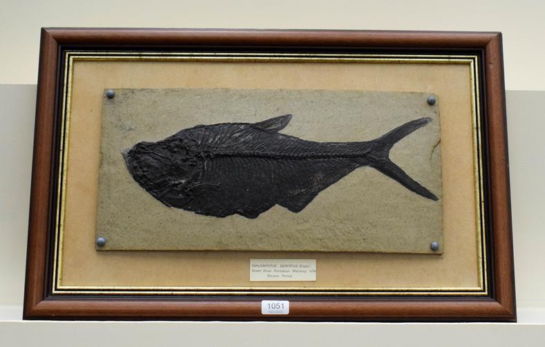 A framed composite model of a fossilised fish, Diplomystus Dentatu, Eocene, 24cm by 50cm